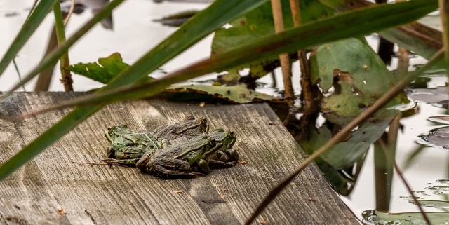Das Bild zeigt einen Holzsteg. Darauf sitzt ein Frosch, der vom Schilf umgeben ist, das aus dem Wasser herausragt. Im Hintergrund sind Seerosenblätter zu entdecken. Dieses Bild dient uns als Cover für unseren Blogbeitrag "Unsere Bilanz im Klimaschutz."